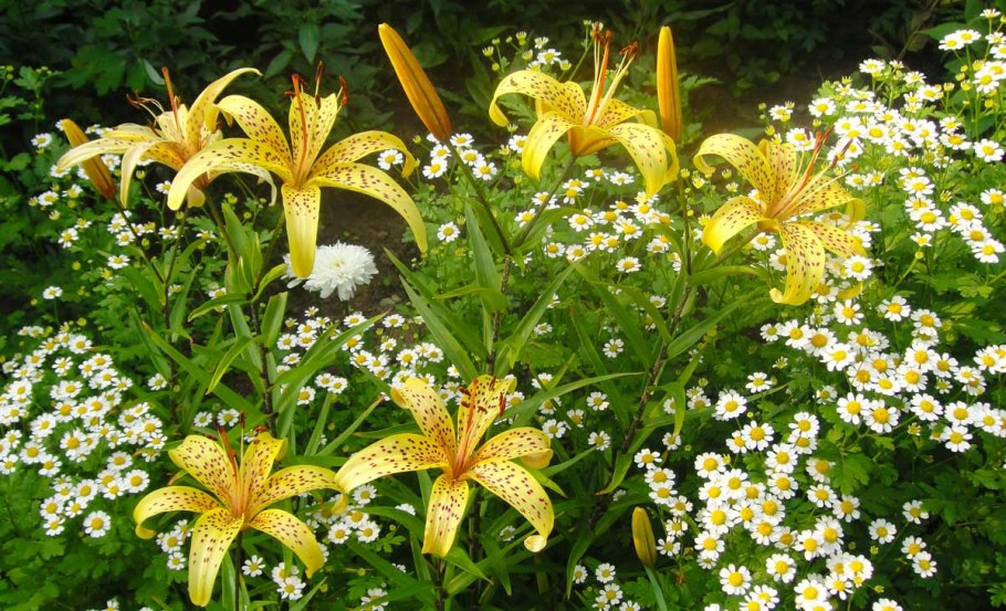 Пиретрум белый и лилии на клумбе