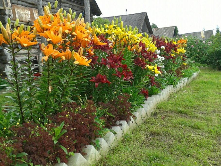 Лилии вдоль забора