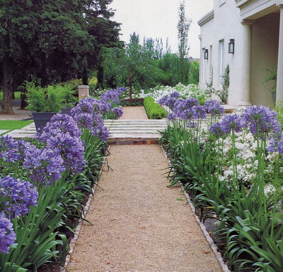 Агапантус в саду