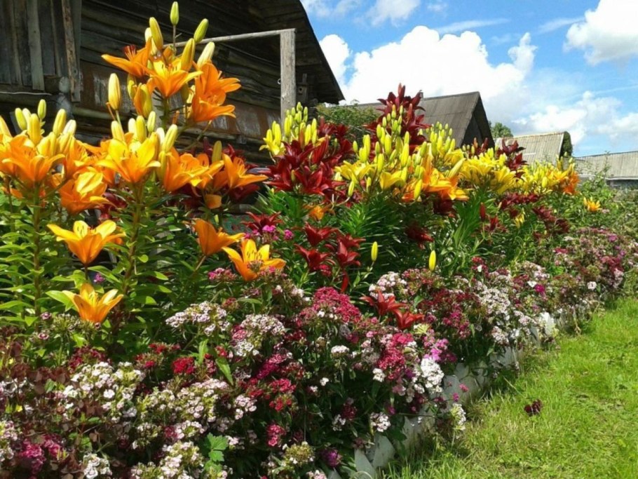 Лилии на даче