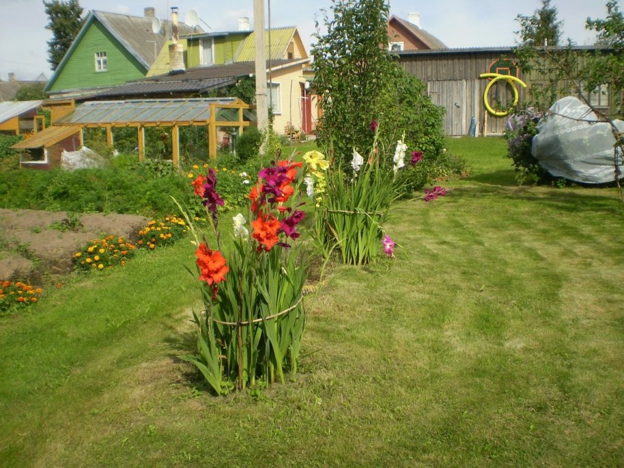 Георгины и гладиолусы в цветниках