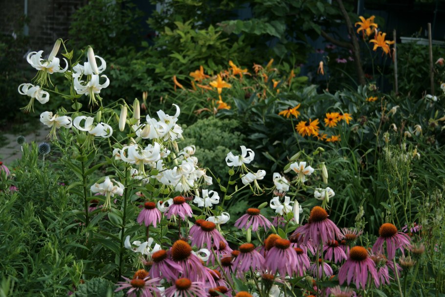 Лилия мартагон на клумбе