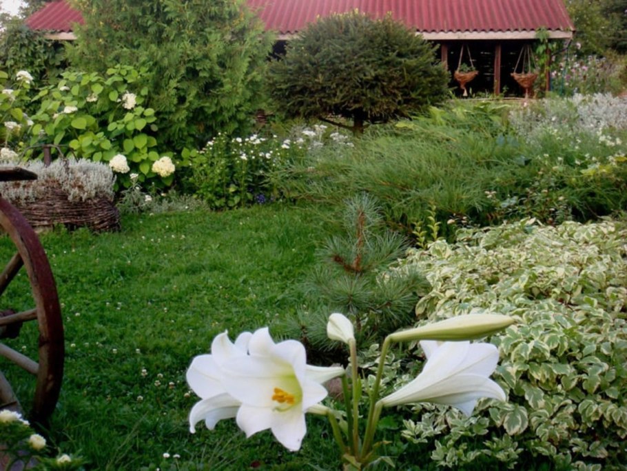 Клумба с белыми лилиями