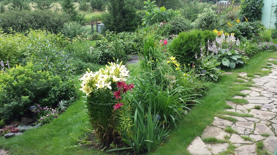 Лилейники в миксбордере