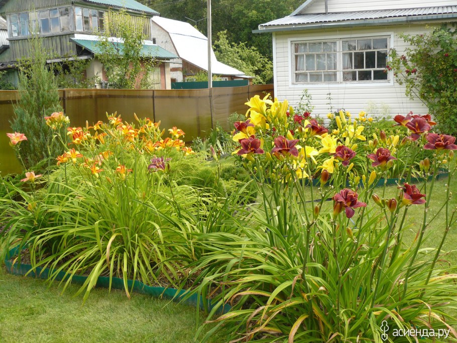 Миксбордер лилейник ирисы