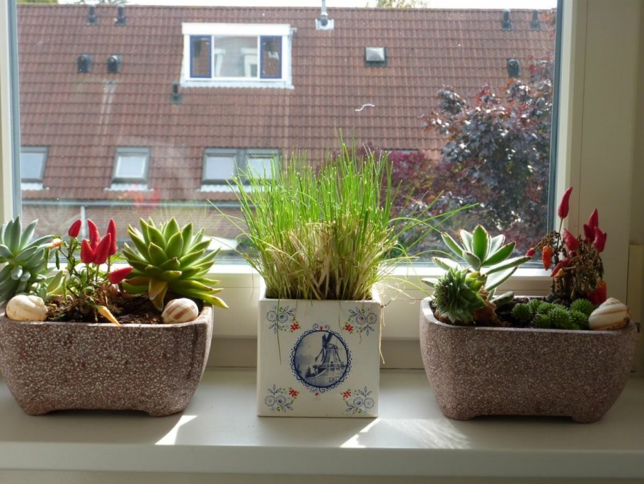 Композиция из горшечных растений в интерьере