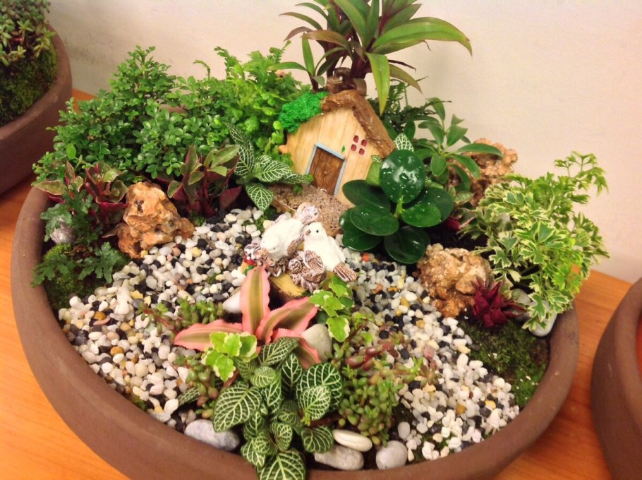 Минисад в горшке мастер класс