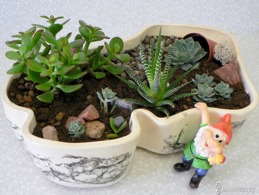 Композиции в горшках из комнатных растений