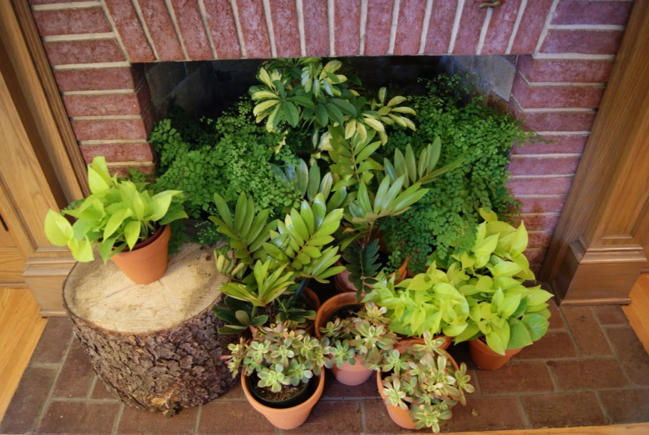 Комнатный садик из растений