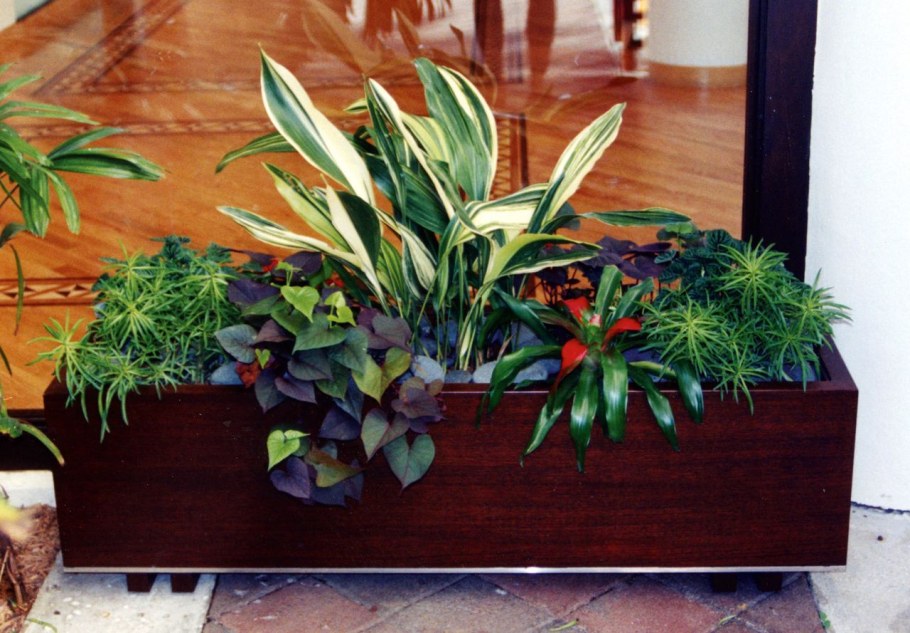 Мульчирование суккулентов