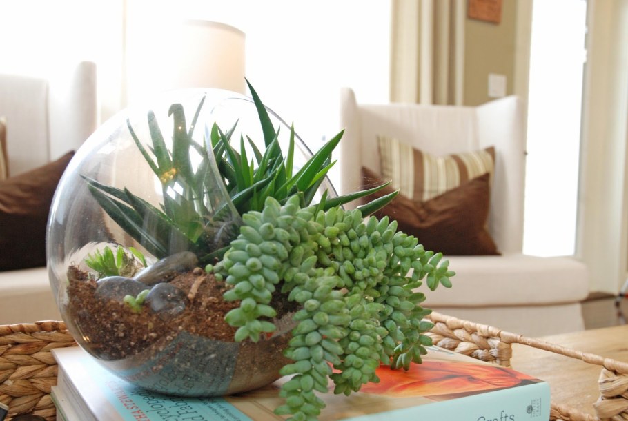 Растения в интерьере квартиры