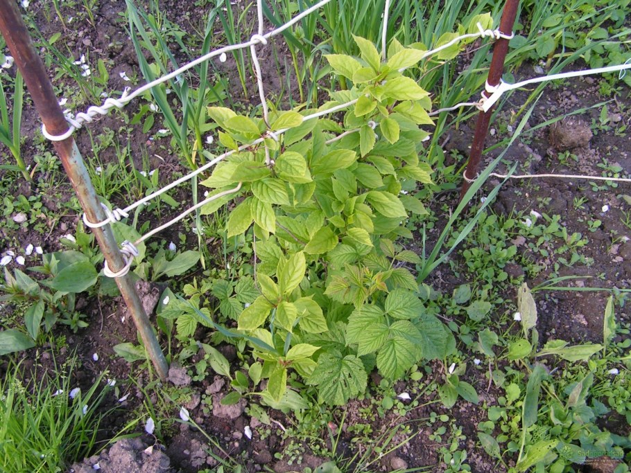 Опора для лимонника китайского