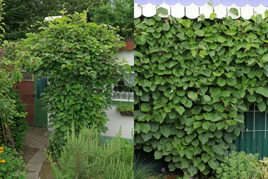 Шпалера для актинидии коломикта