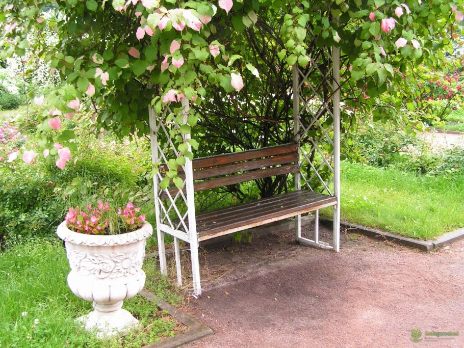 Пергола шпалера актинидия