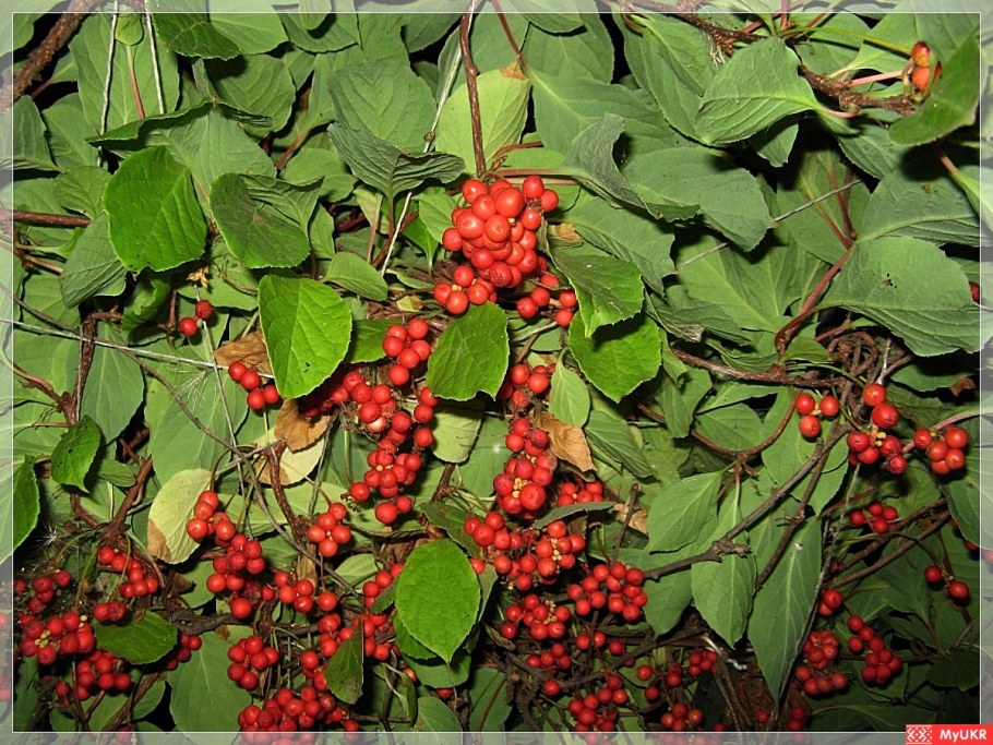 Лимонник Дальневосточный куст