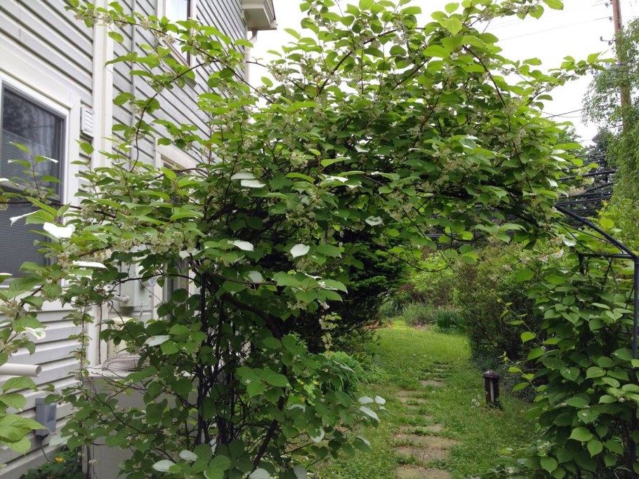 Актинидия коломикта Живая изгородь