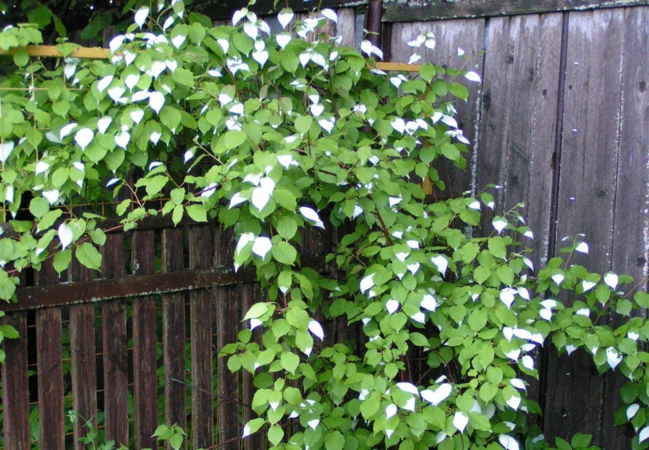 Актинидия коломикта