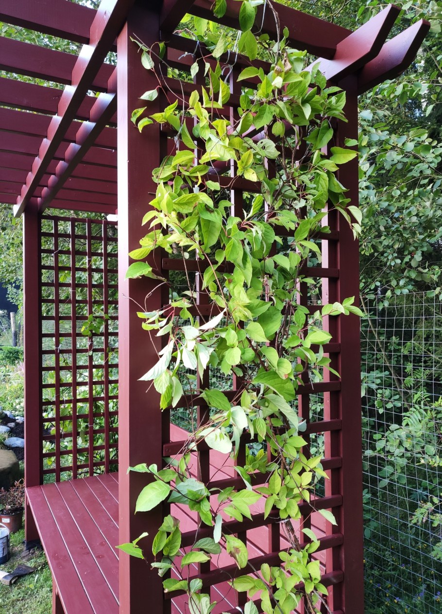 Актинидия аргута на шпалере