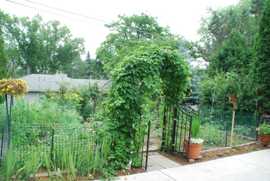 Актинидия коломикта на перголе