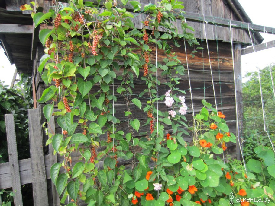 Лимонник Дальневосточный шпалера