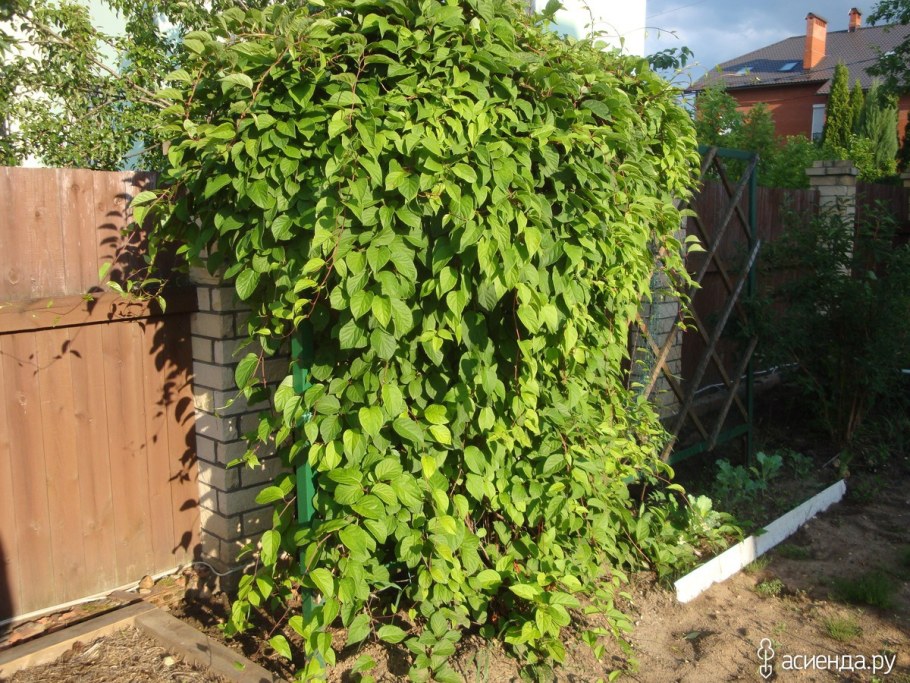 Лимонник Лиана