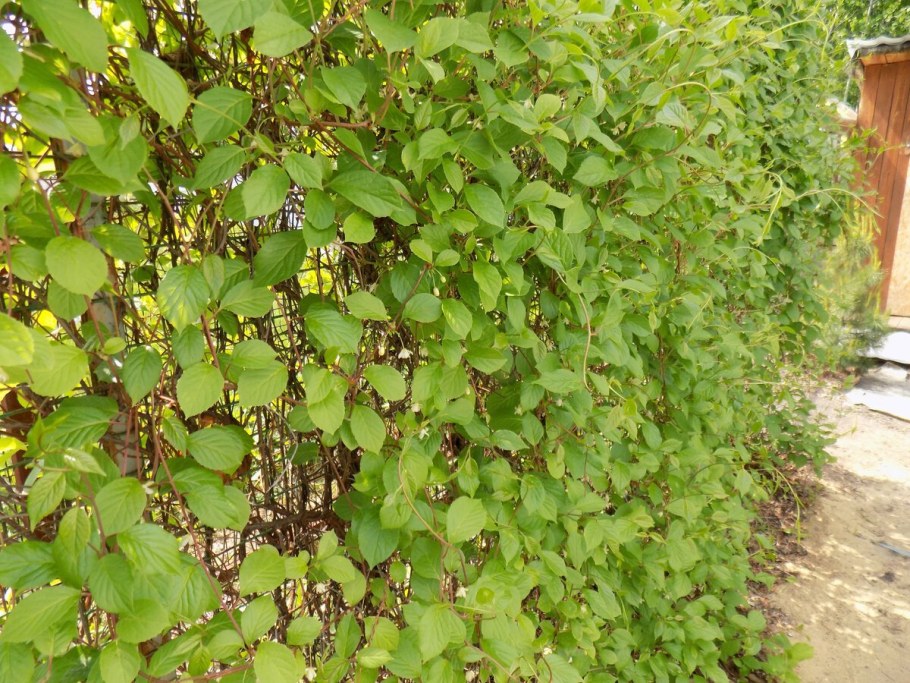 Лимонник Дальневосточный куст