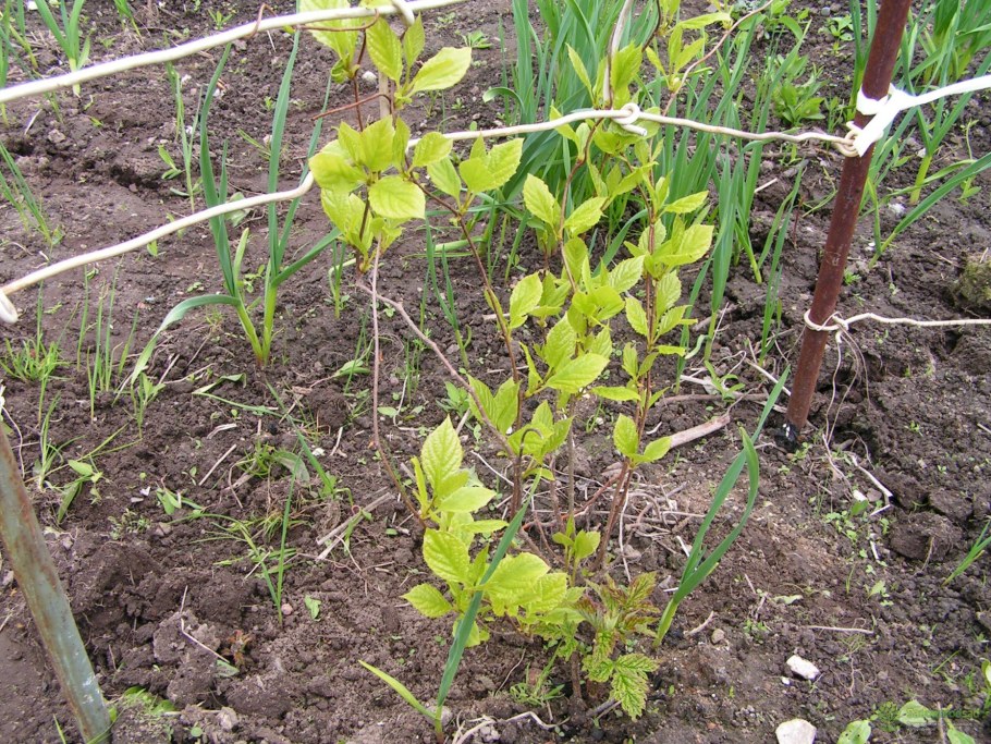 Лимонник Амурский