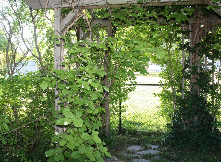 Лиана киви актинидия