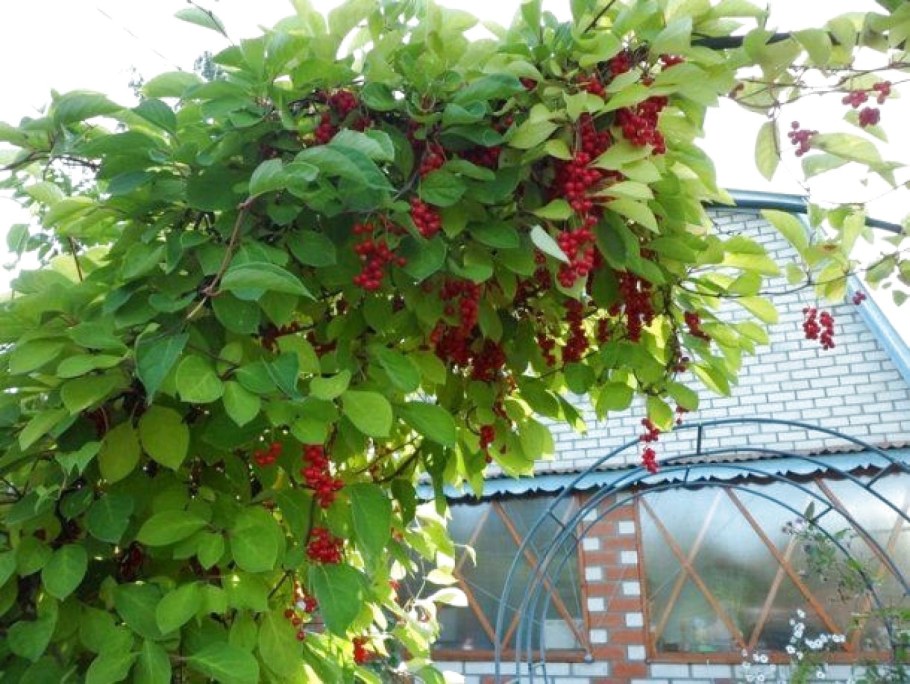 Лимонник плющ