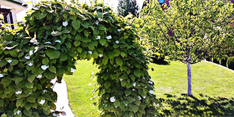 Лиана актинидия