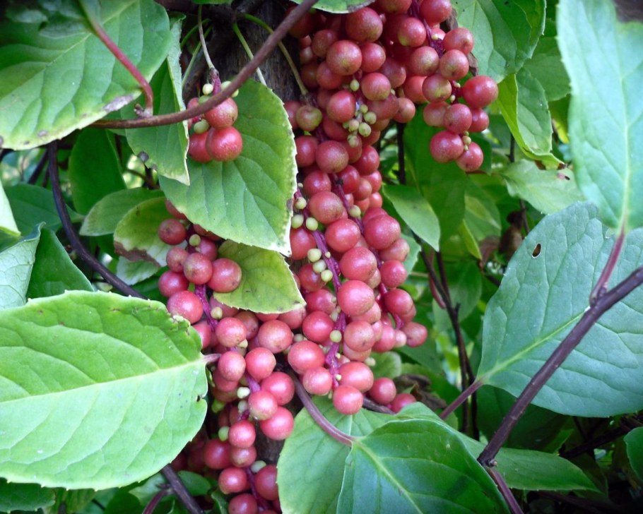 Лимонник китайский, с2