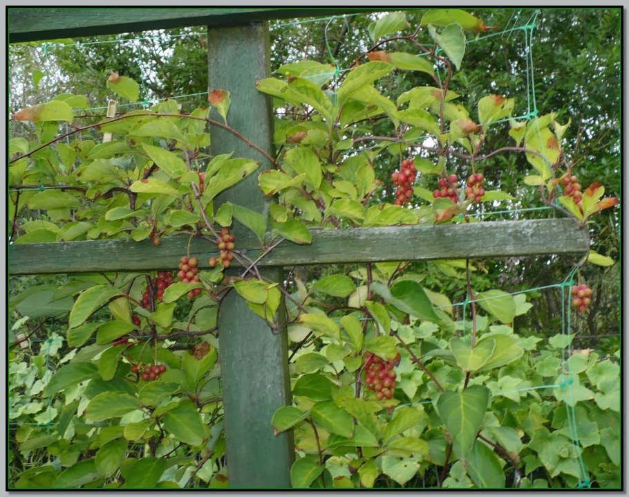 Лимонник подвязка