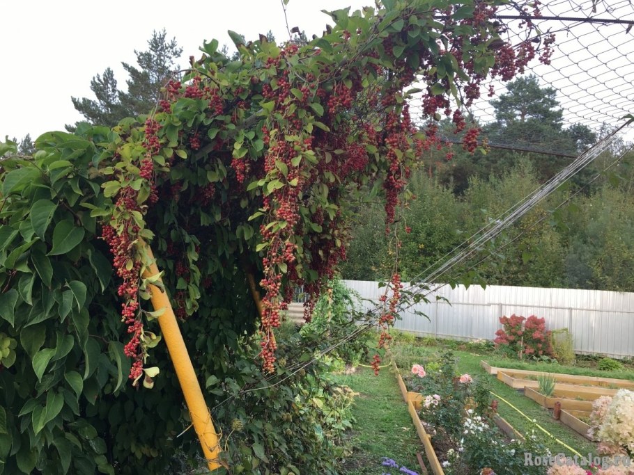 Лимонник Дальневосточный шпалера