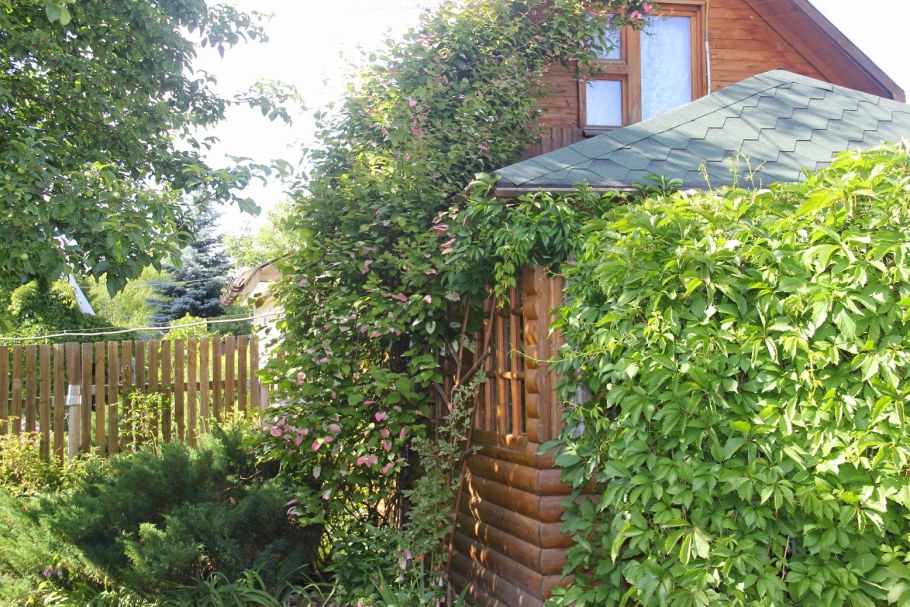 Жимолость каприфоль, девичий виноград