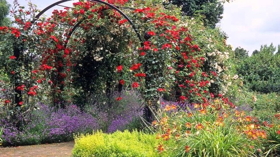 Лимонник китайский на арке