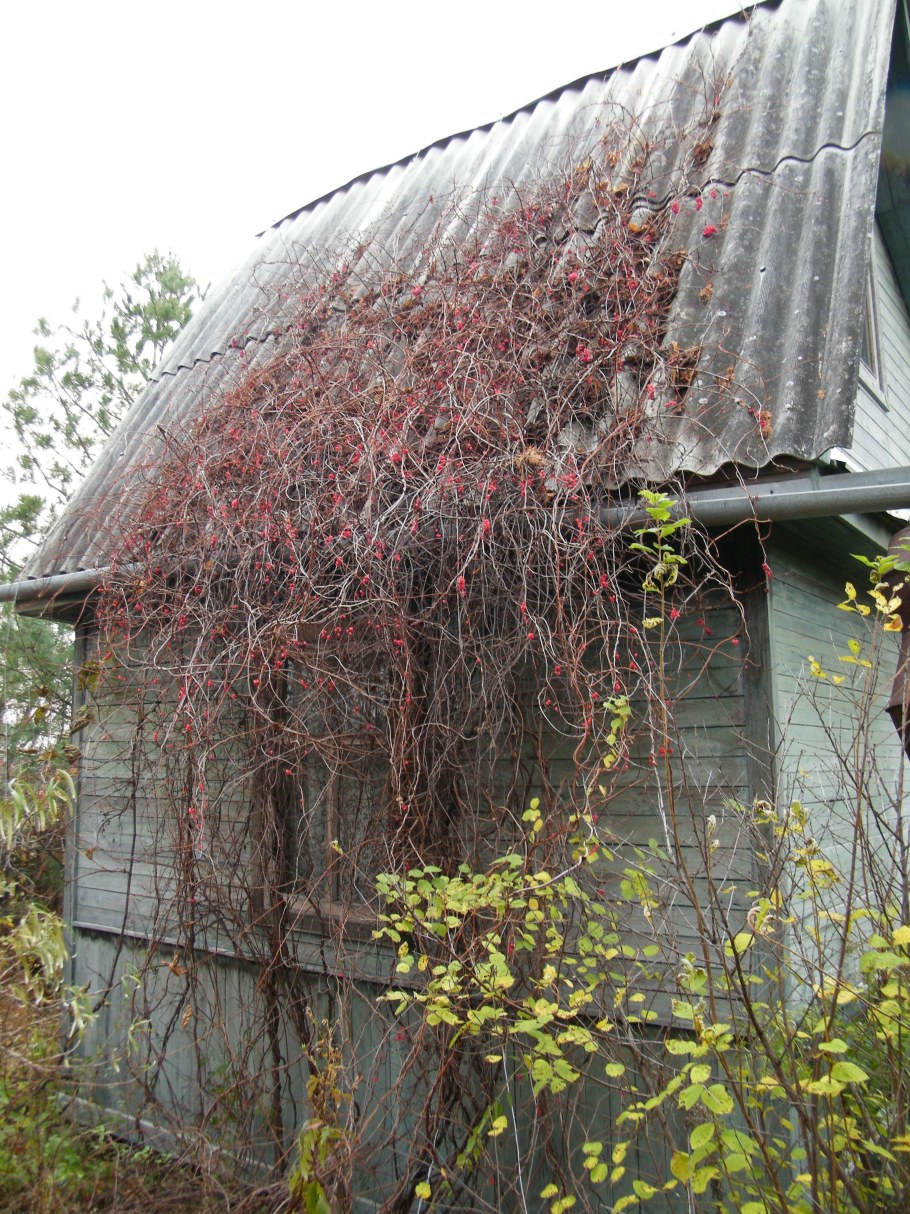 Лимонник Дальневосточный шпалера