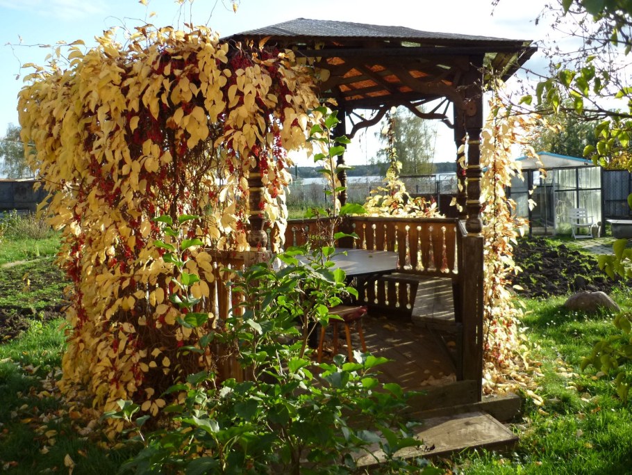 Беседка увитая девичьим виноградом