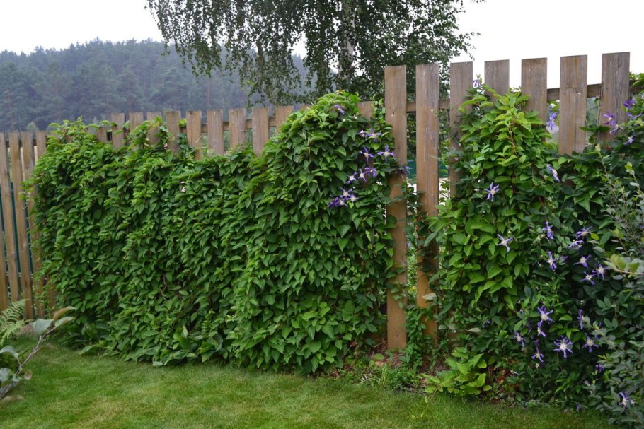 Актинидия Живая изгородь