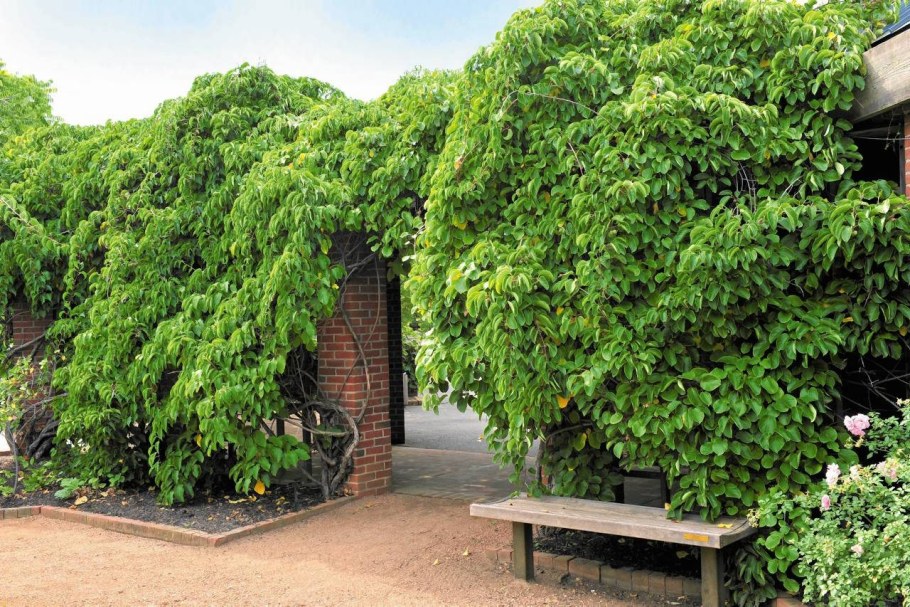 Актинидия иссаи