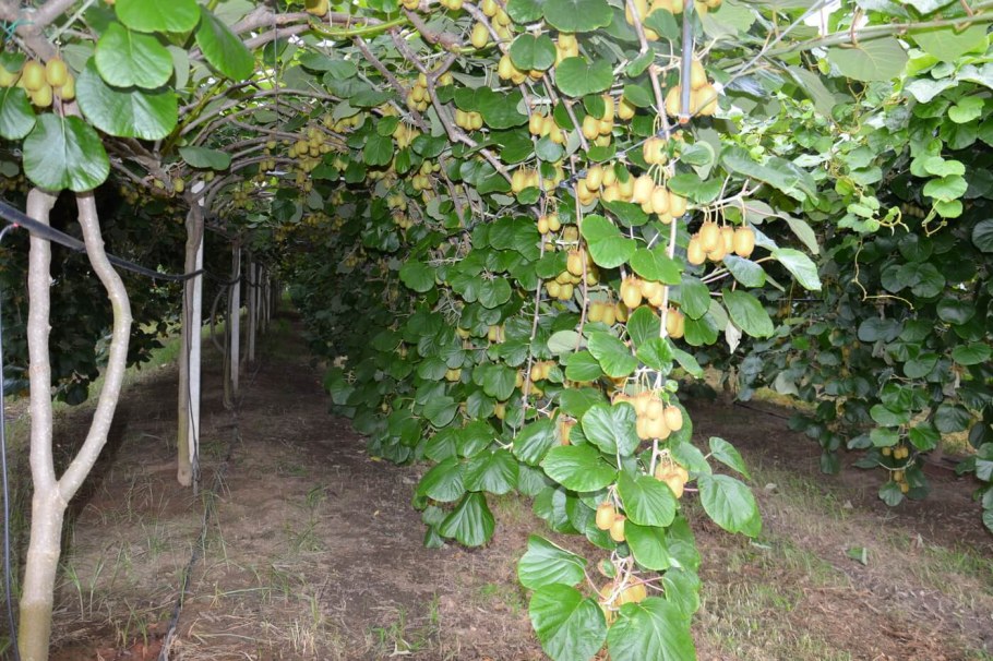 Лиана актинидия на шпалере