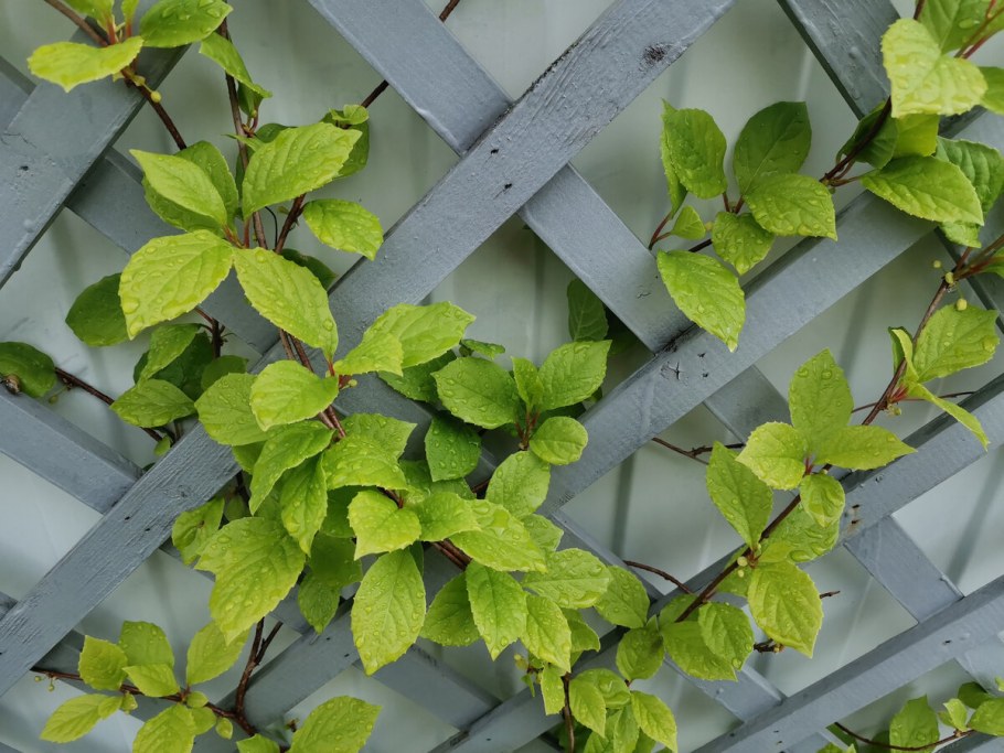 Шпалера для актинидии коломикта