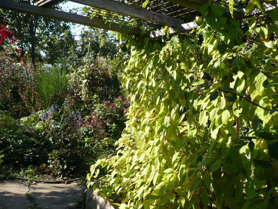 Лиана лимонника на рынке