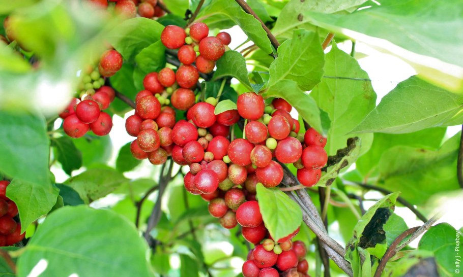 Лимонник длиннолистный