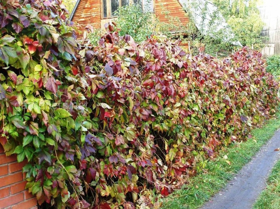 Лимонник китайский Живая изгородь