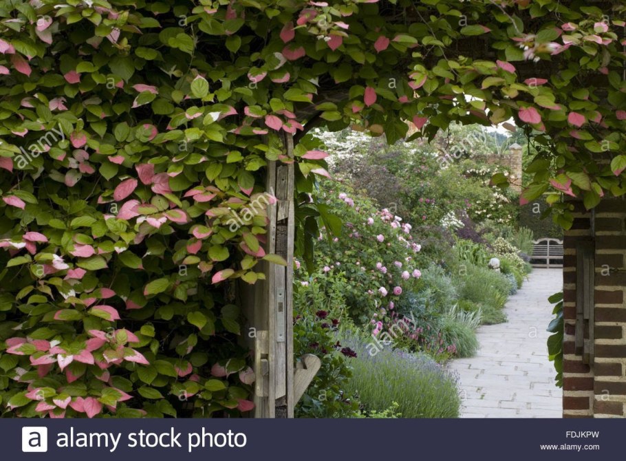 Актинидия коломикта Живая изгородь