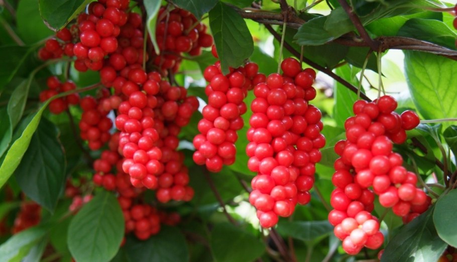 Посадка лимонника китайского летом