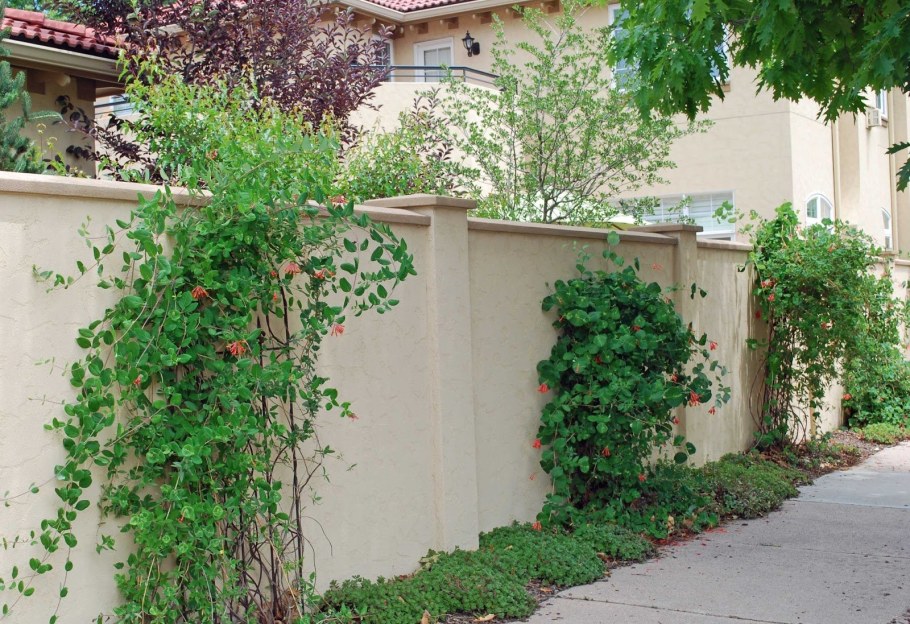 Лимонник Дальневосточный шпалера