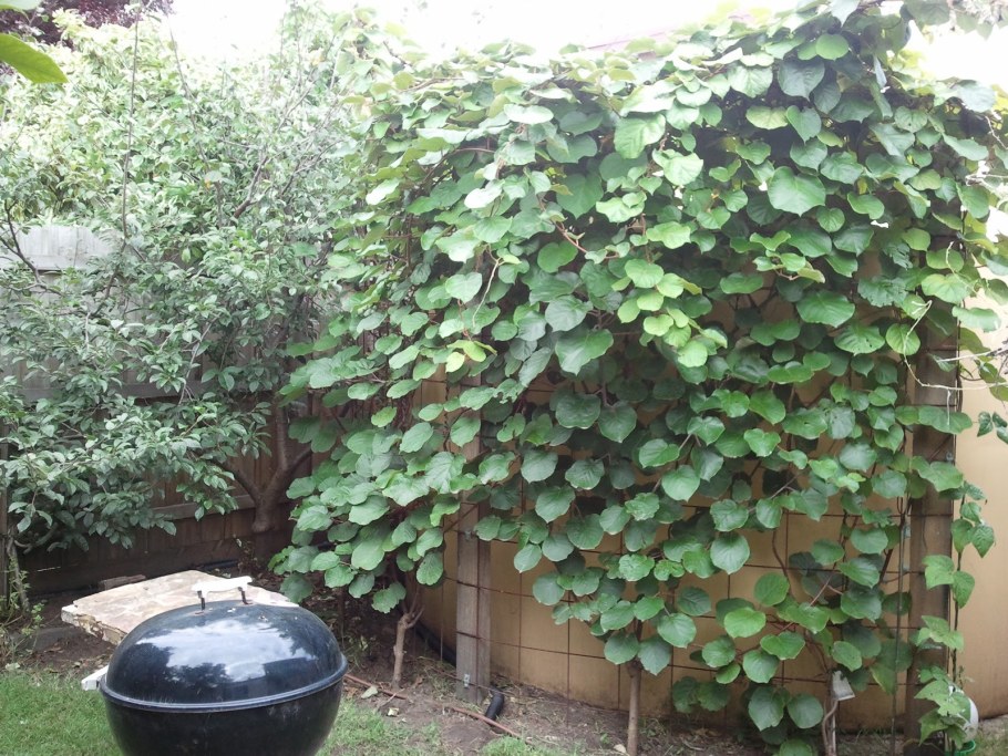 Актинидия коломикта на перголе