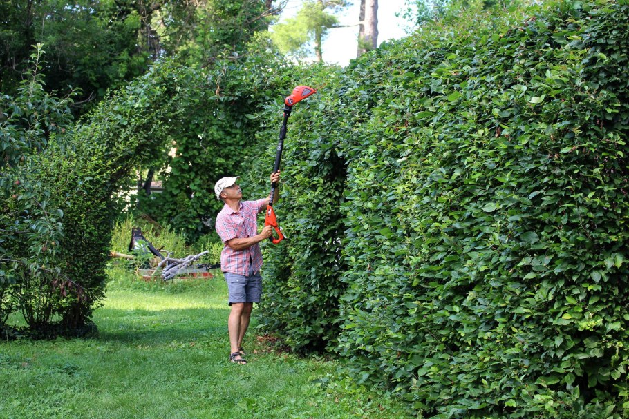 Лимонник китайский Живая изгородь