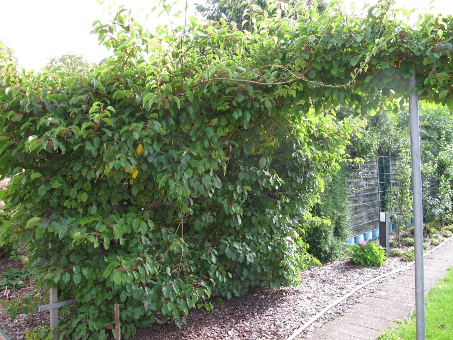 Лимонник полевой